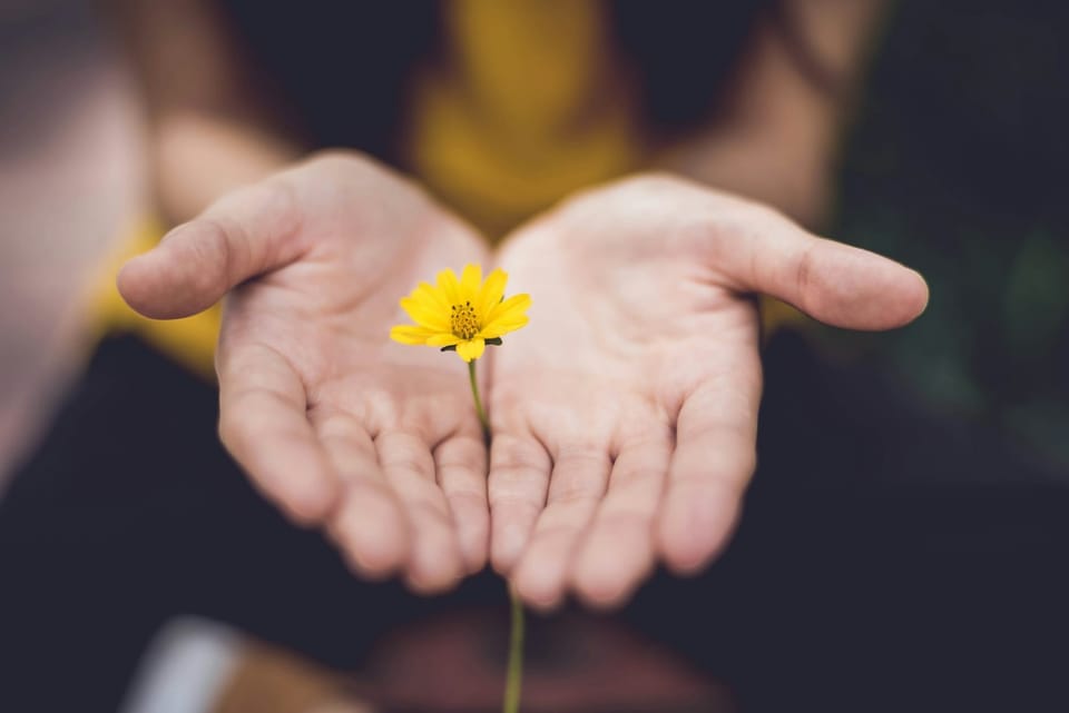 Two hands cradling a buttercup